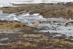 Charadrius marginatus