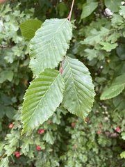 Carpinus