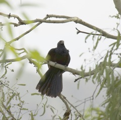 Eudynamys orientalis