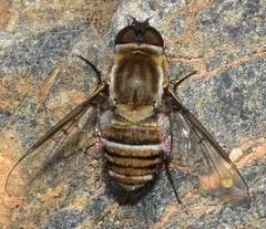 Exhyalanthrax muscarius