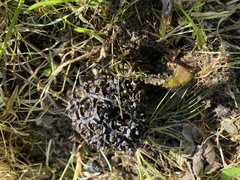 Symplocarpus foetidus