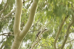 Chlamydera nuchalis