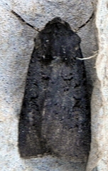 Euxoa velleripennis