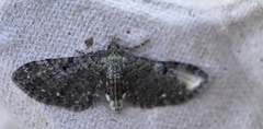 Eupithecia miserulata