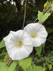 Calystegia silvatica