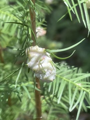 Taxodiomyia cupressiananassa