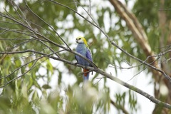 Platycercus adscitus