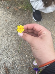 Hypochaeris radicata