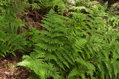 Dryopteris dilatata