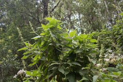 Sideritis canariensis