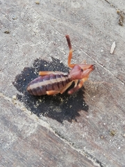 Ammotrechidae