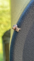 Eustala anastera