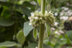 Sideritis canariensis
