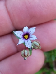 Sisyrinchium micranthum