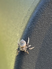 Eustala anastera
