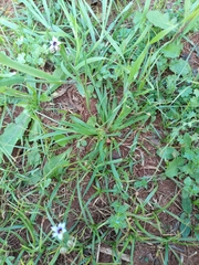 Sisyrinchium micranthum