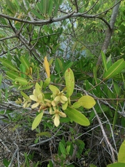 Avicennia germinans