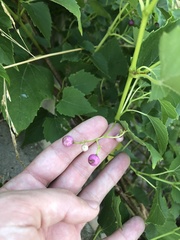 Ampelopsis