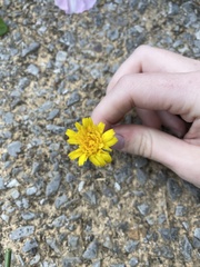 Hypochaeris radicata