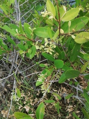 Avicennia germinans