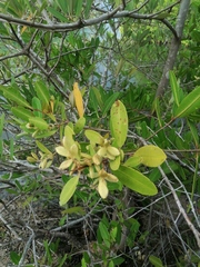 Avicennia germinans