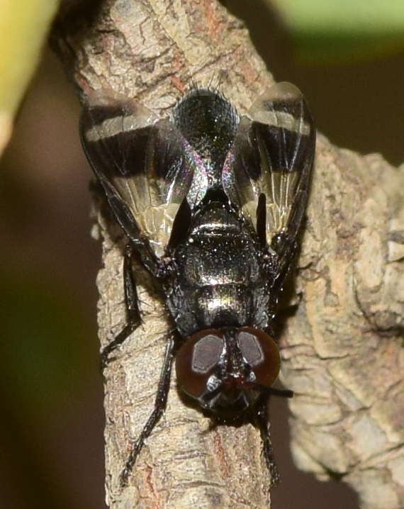 Euthera fascipennis