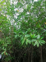 Rhizophora mangle