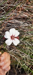 Adenandra