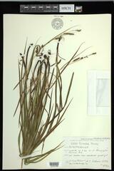 Carex formosa