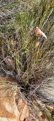Adenandra