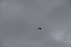 Dendrocygna javanica