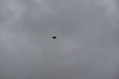 Dendrocygna javanica