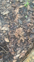 Gymnopus brassicolens