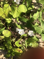 Ipomoea lacunosa