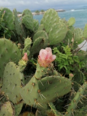 Opuntia pilifera
