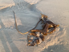 Saccharina latissima