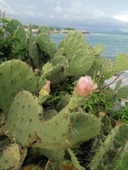 Opuntia pilifera