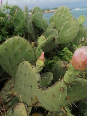 Opuntia pilifera