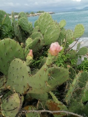 Opuntia pilifera