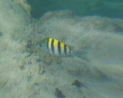 Abudefduf saxatilis