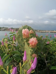 Opuntia pilifera
