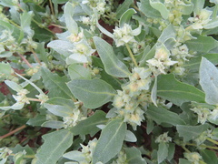 Atriplex laciniata