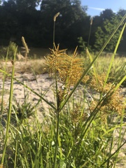 Cyperus esculentus