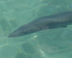 Sphyraena barracuda
