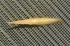 Paradorydium paradoxum
