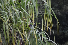 Centropus sinensis