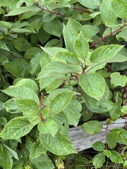 Cornus sericea