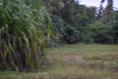 Centropus sinensis