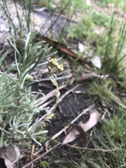 Helichrysum luteoalbum