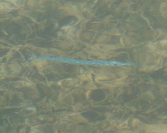 Tylosurus crocodilus